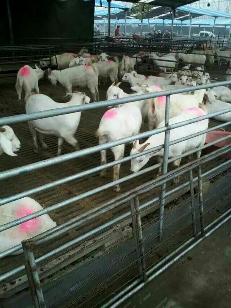 肉羊30~50斤/头