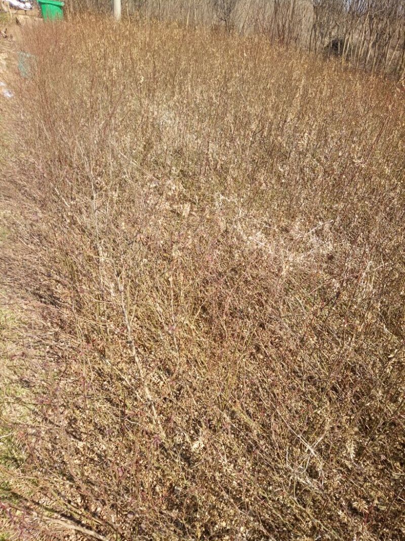 刺梨苗30~50cm