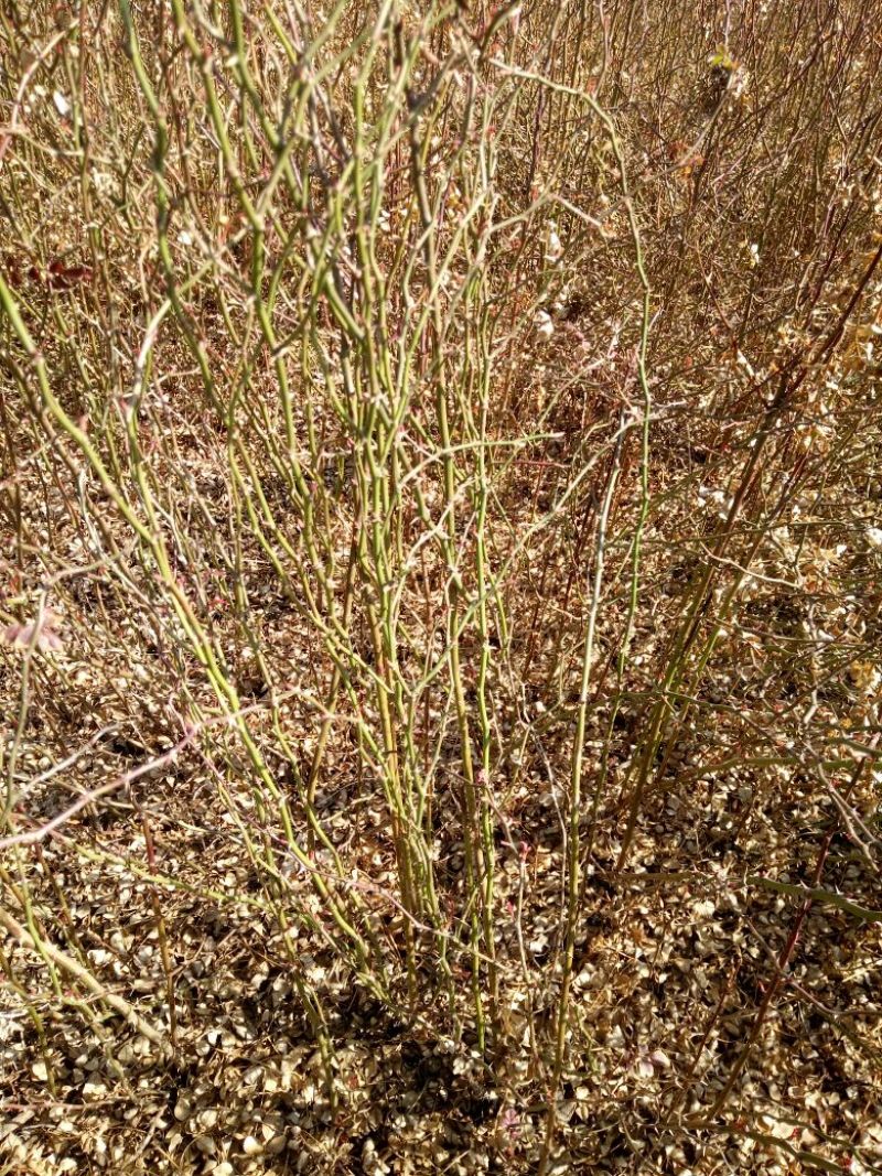 刺梨苗30~50cm
