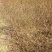 刺梨苗30~50cm