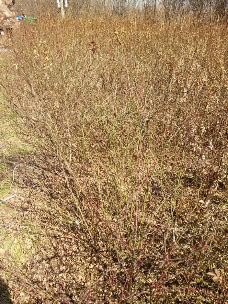 刺梨苗30~50cm