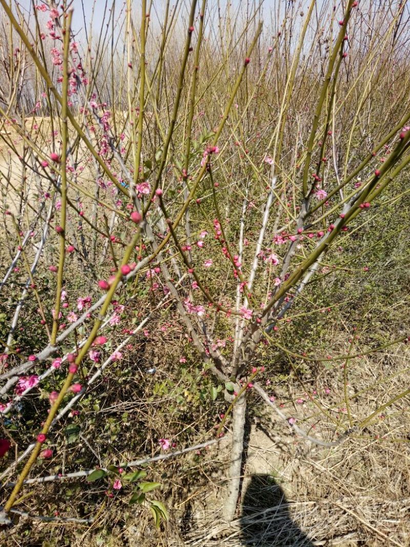 红梅苗80cm以上