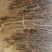 晚秋黄梨树苗80cm以上0.8~3cm