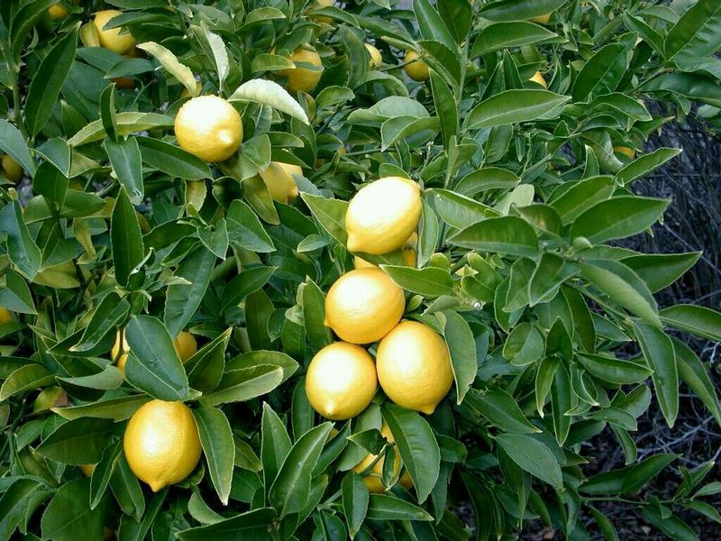香水柠檬树苗50~80cm，，，，，，，