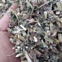 益母草