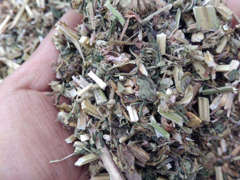 益母草