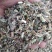 益母草