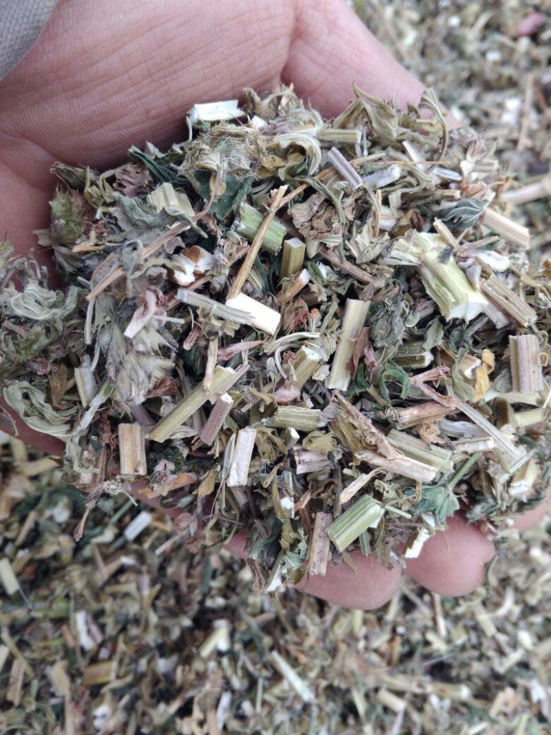 益母草