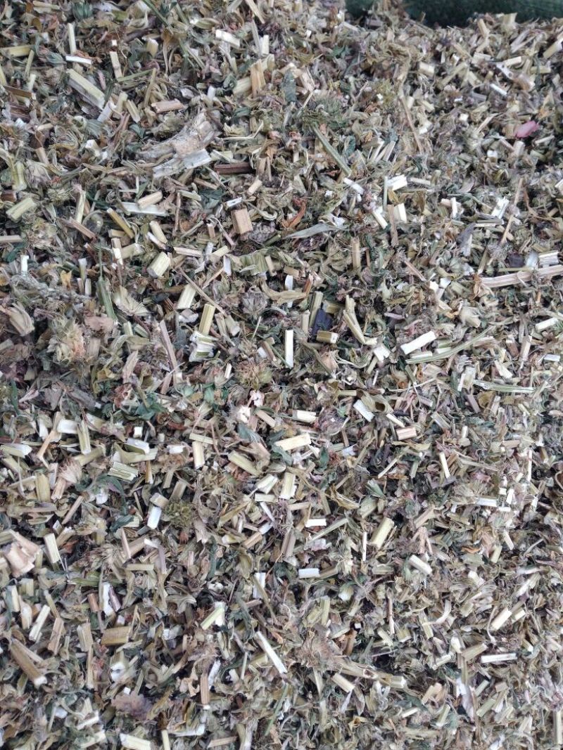 益母草