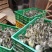 马冈鹅苗250g以下
