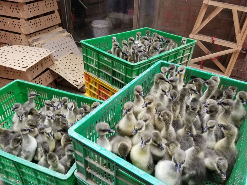 马冈鹅苗250g以下