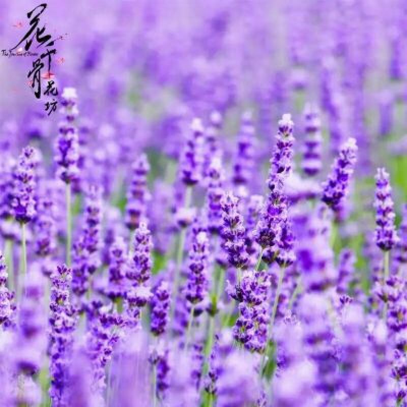 薰衣草种子