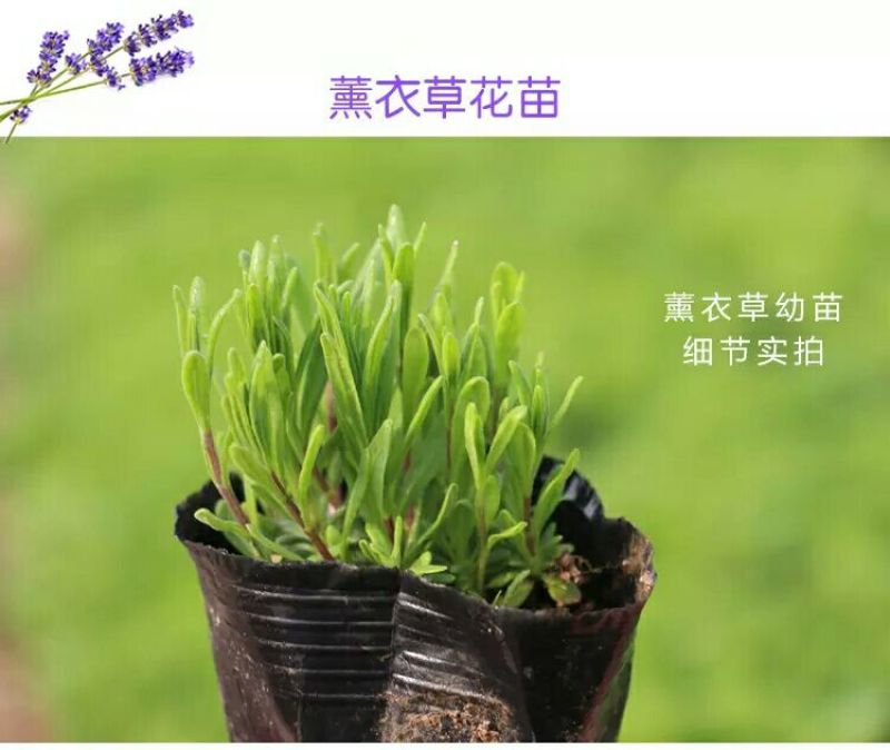 薰衣草种子