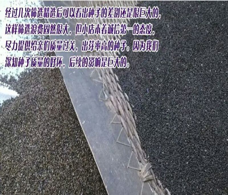 薰衣草种子