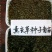 薰衣草种子