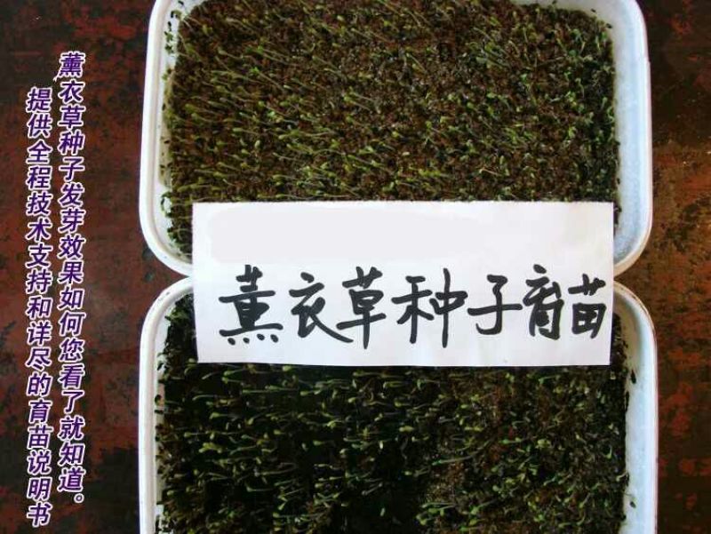 薰衣草种子