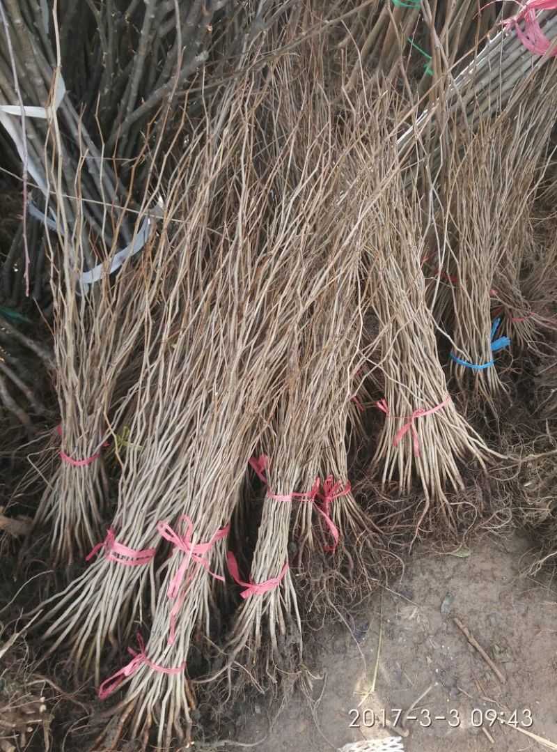 紫荆树苗元包邮可视频看货选货一亩田线上交易下单购买