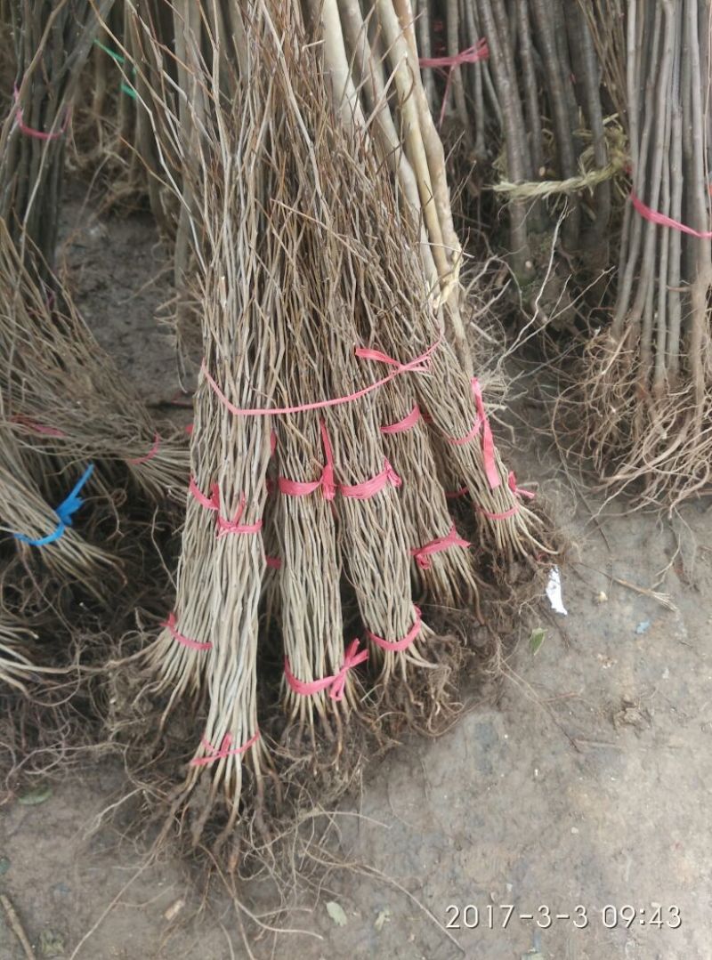 紫荆树苗元包邮可视频看货选货一亩田线上交易下单购买