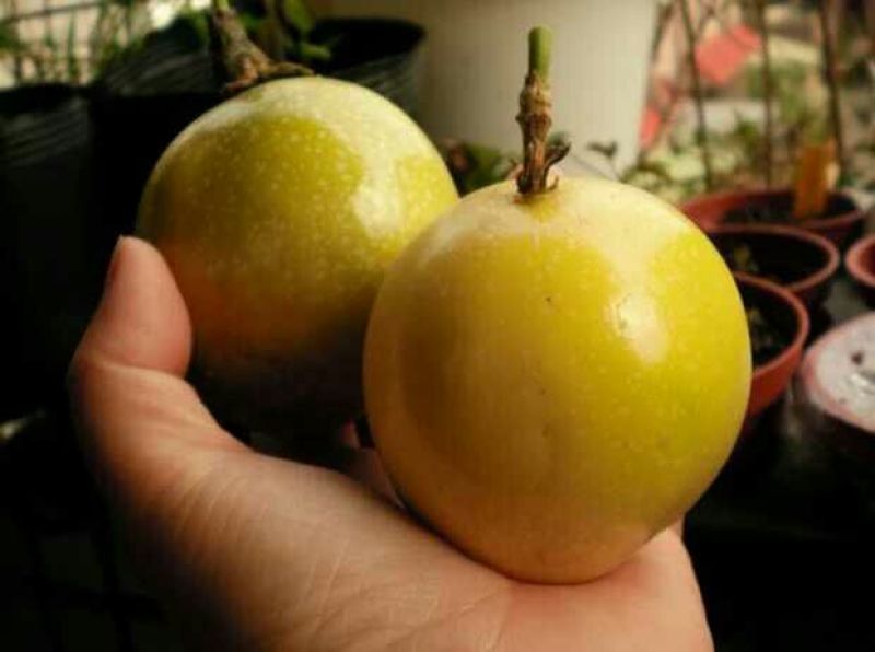 百香果苗20~30cm