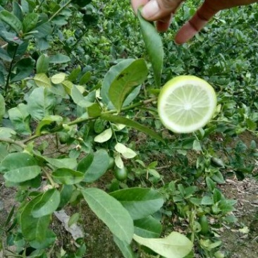香水无籽柠檬苗