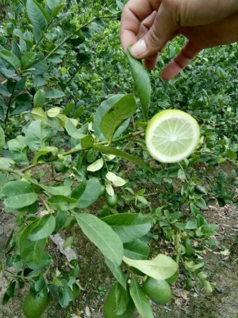 香水无籽柠檬苗