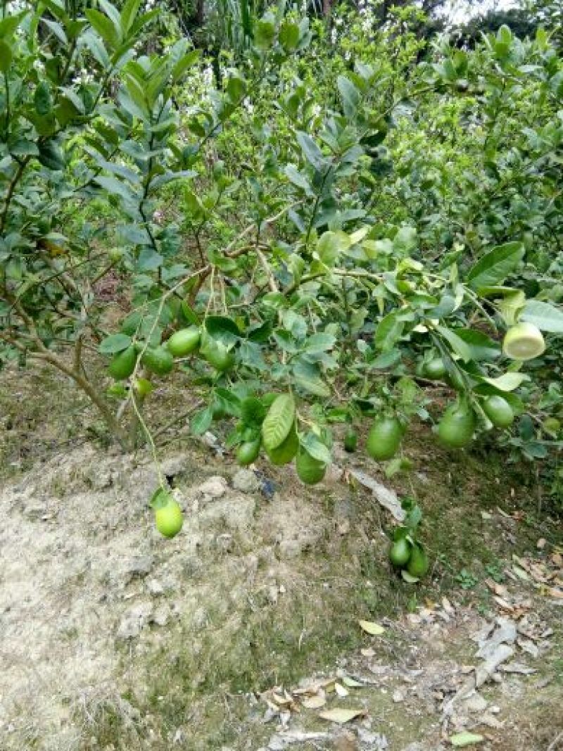 香水无籽柠檬苗