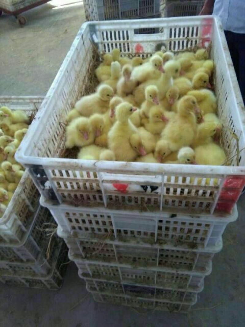 鹅苗250g以下