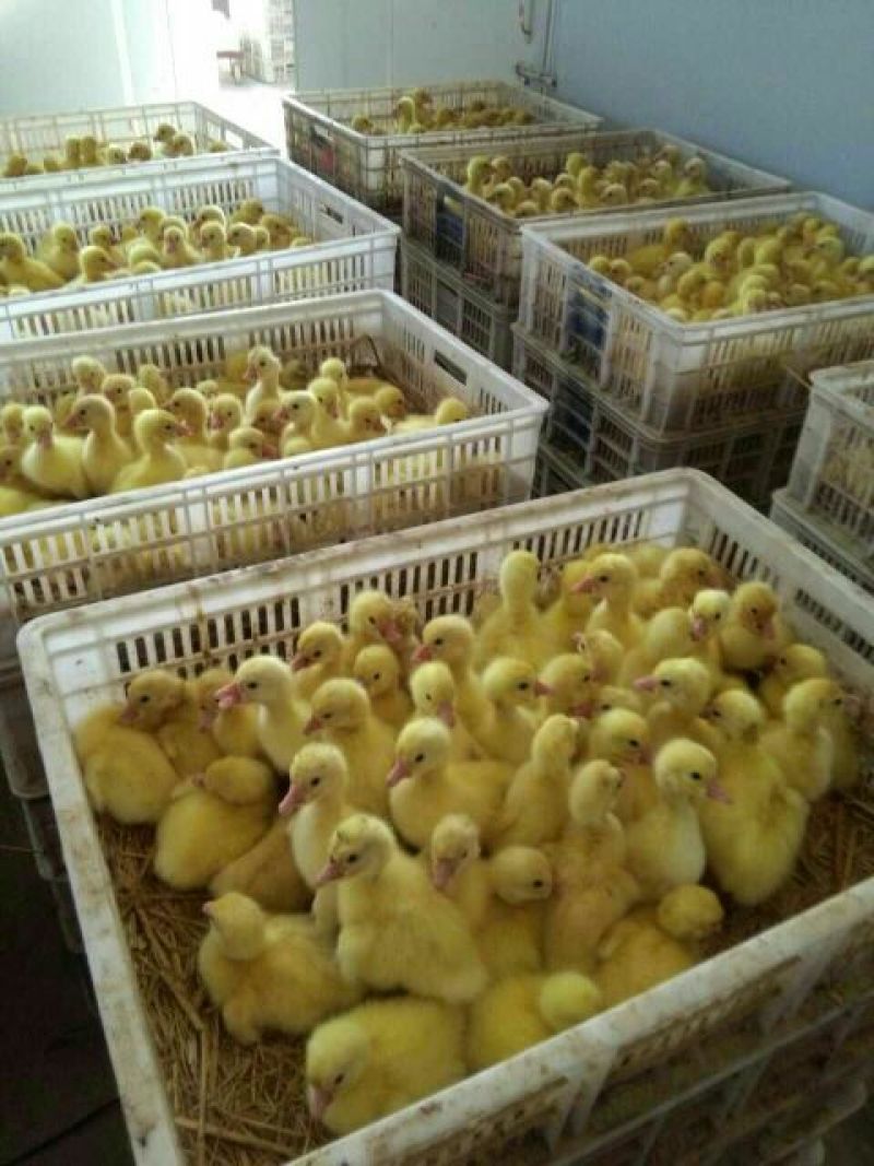 鹅苗250g以下