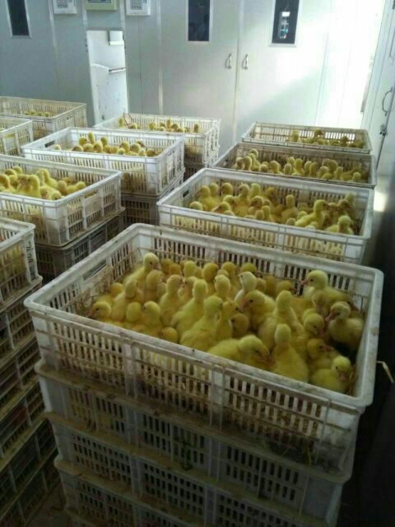 鹅苗250g以下