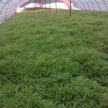 芦篙