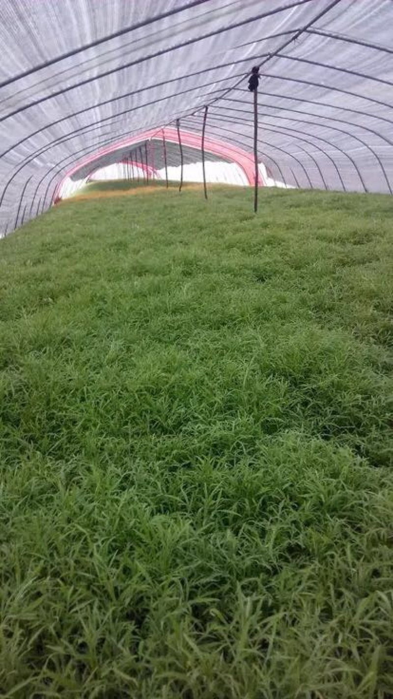 芦篙