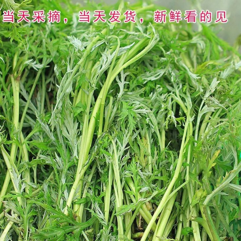 芦篙