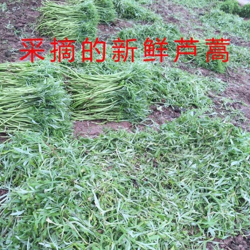芦篙