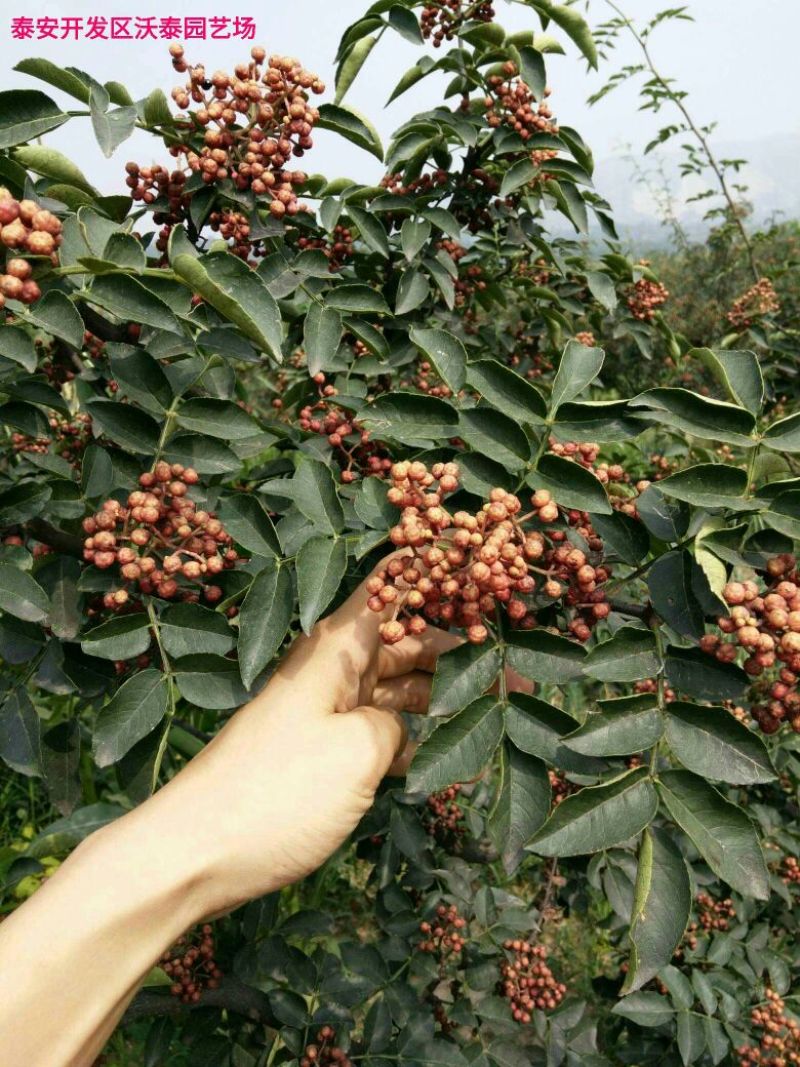花椒苗1~2年