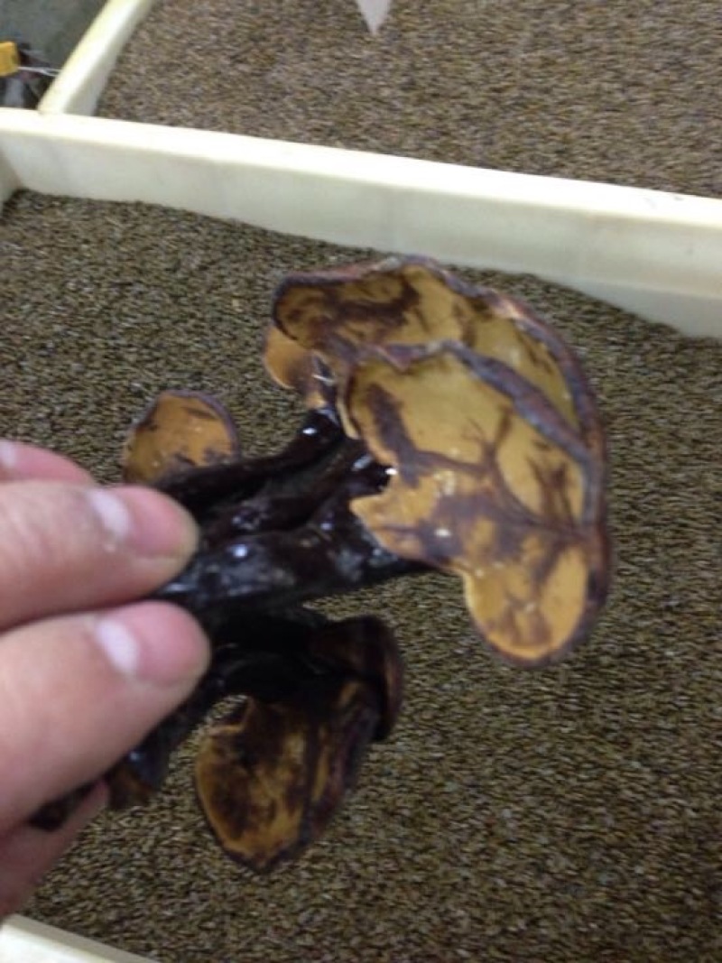 灵芝