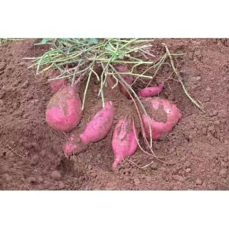 红薯淀粉散装