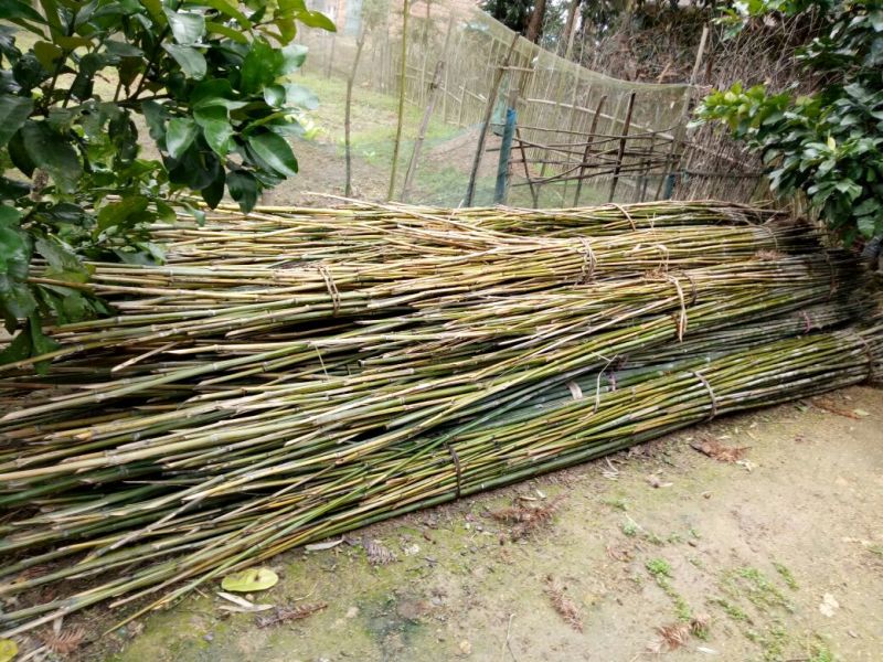 绿竹2~3m