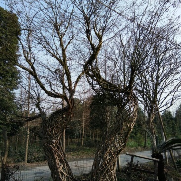 紫薇4~6cm4米以上3米以上