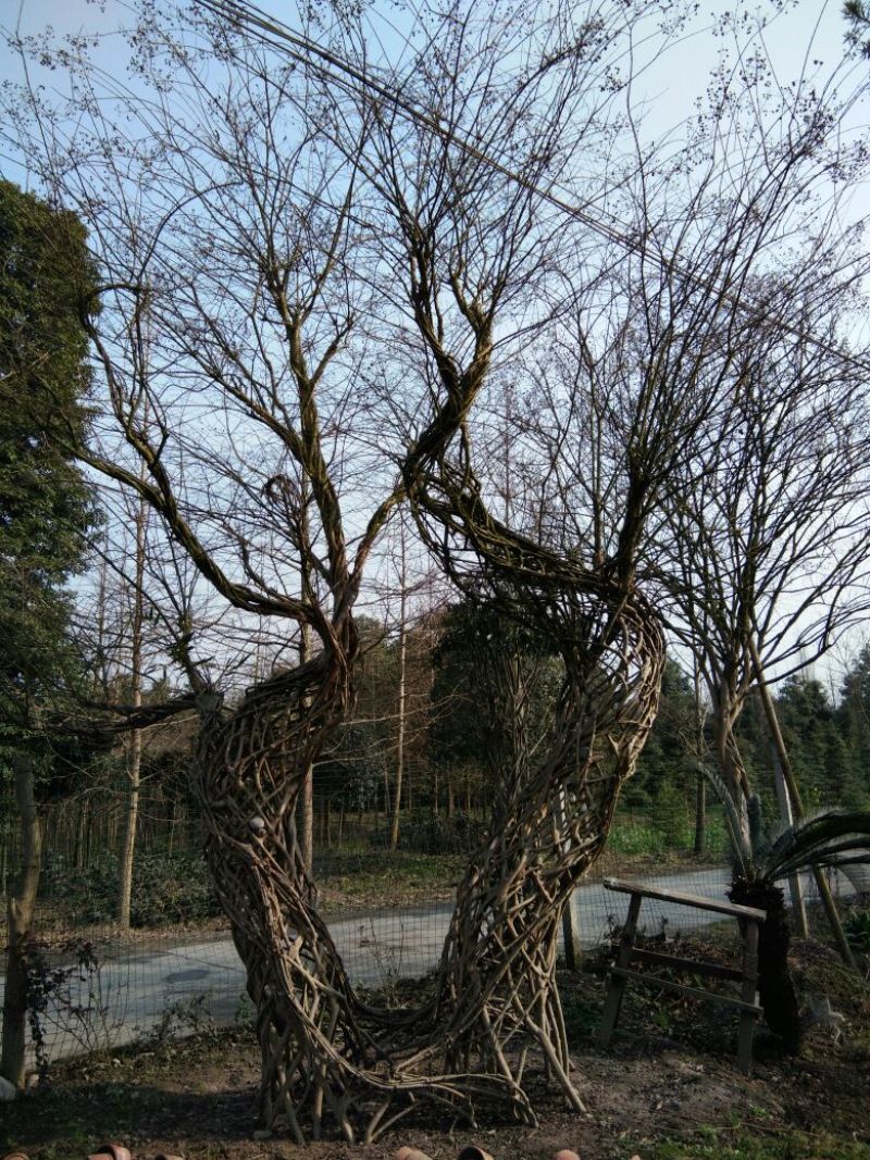 紫薇4~6cm4米以上3米以上