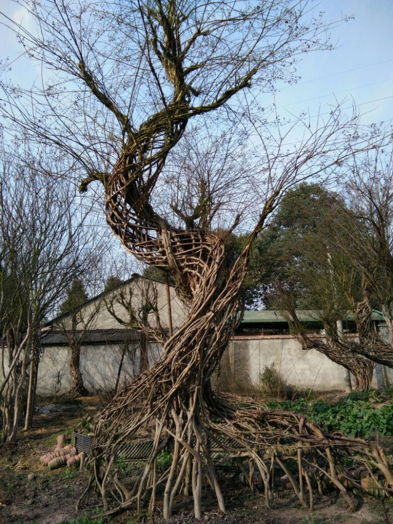 紫薇4~6cm4米以上3米以上
