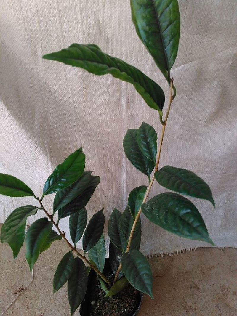 金花茶树苗防普金花茶苗凹脉一年开花保正品假一罚百