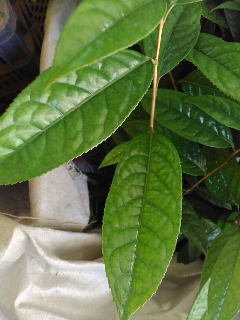 金花茶树苗防普金花茶苗凹脉一年开花保正品假一罚百