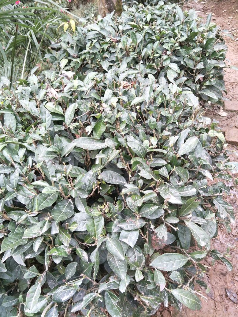 老树茶特级