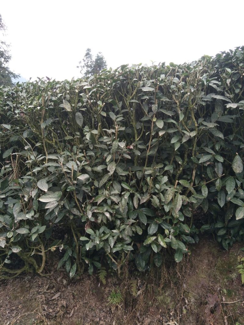老树茶特级