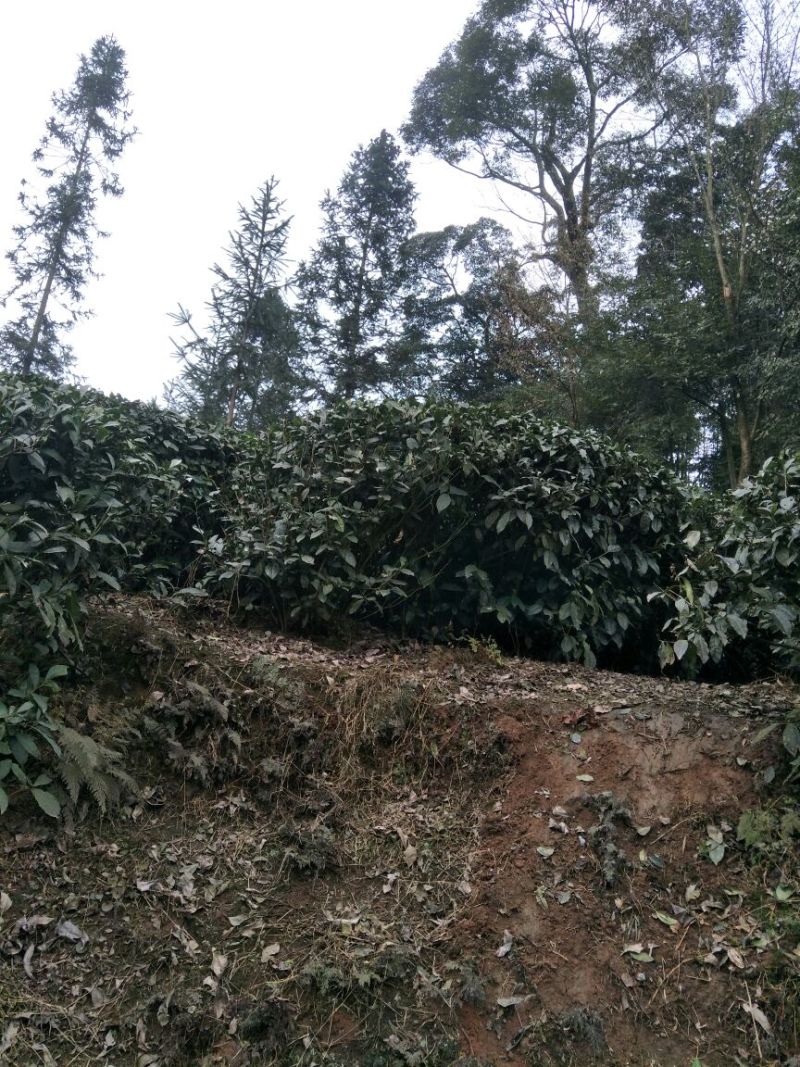 老树茶特级
