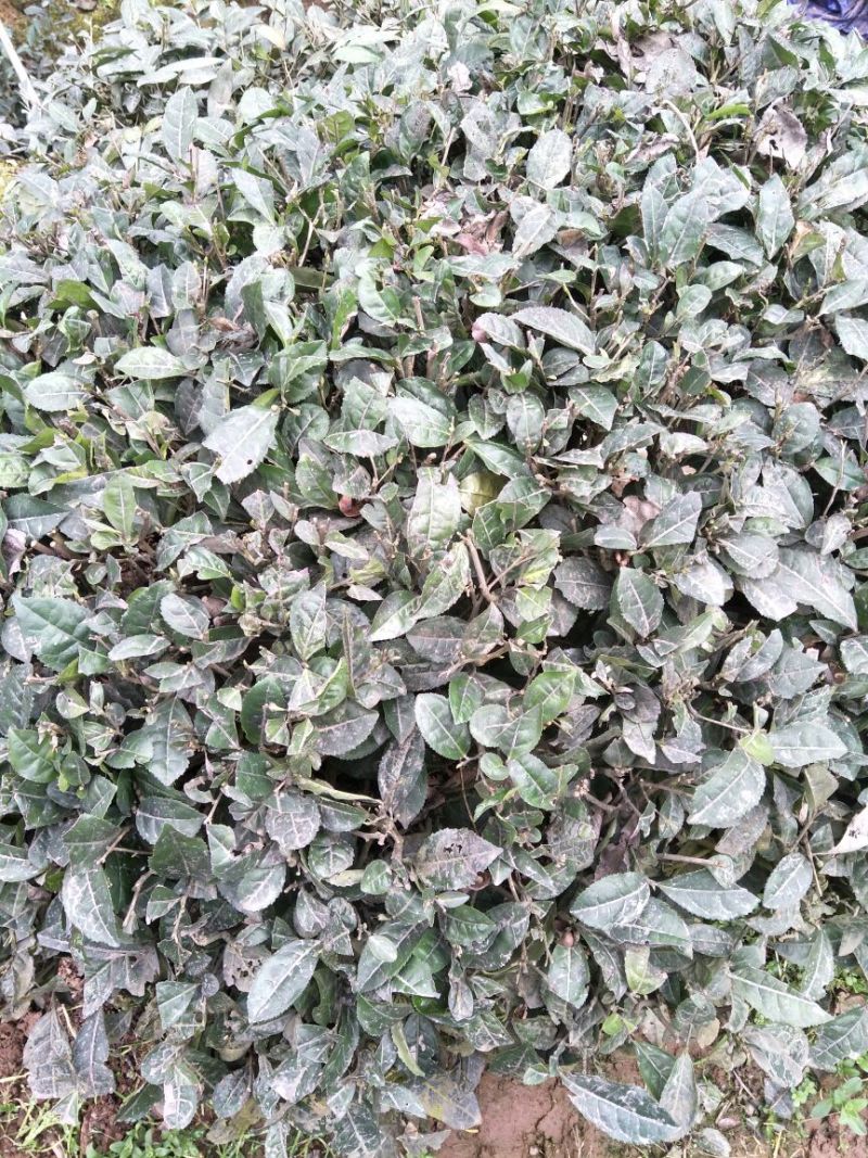 老树茶特级