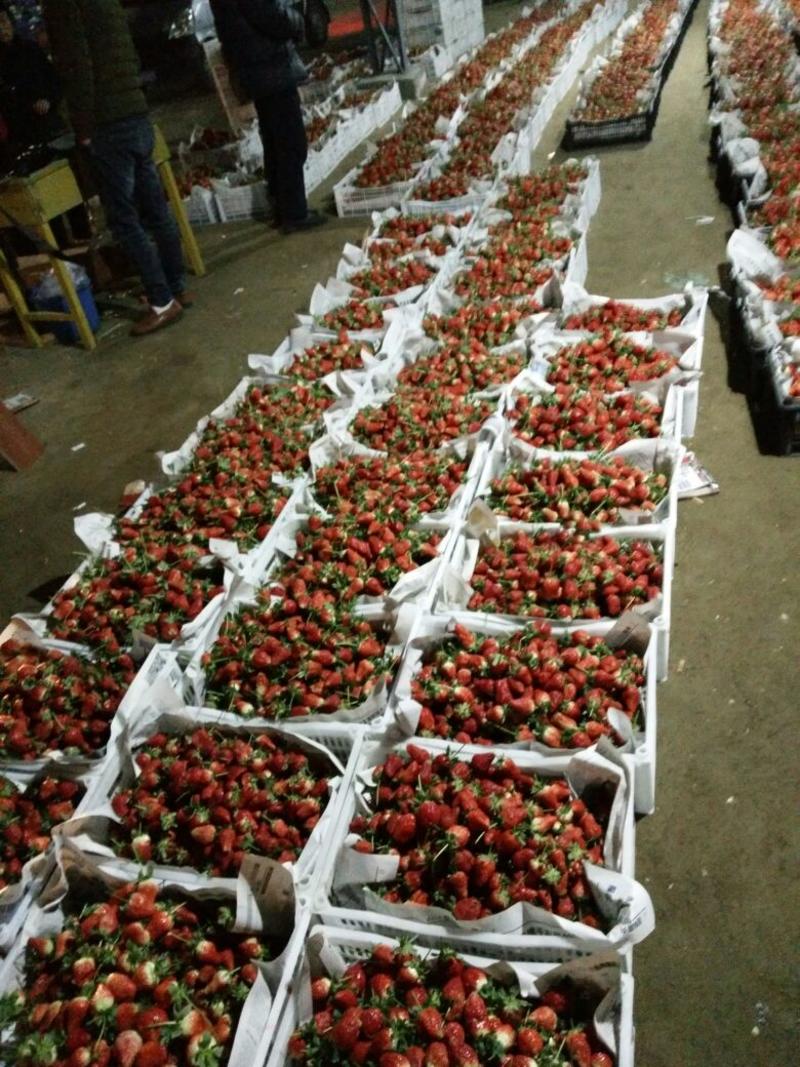 草莓20克以上