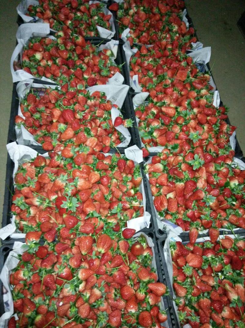 草莓20克以上