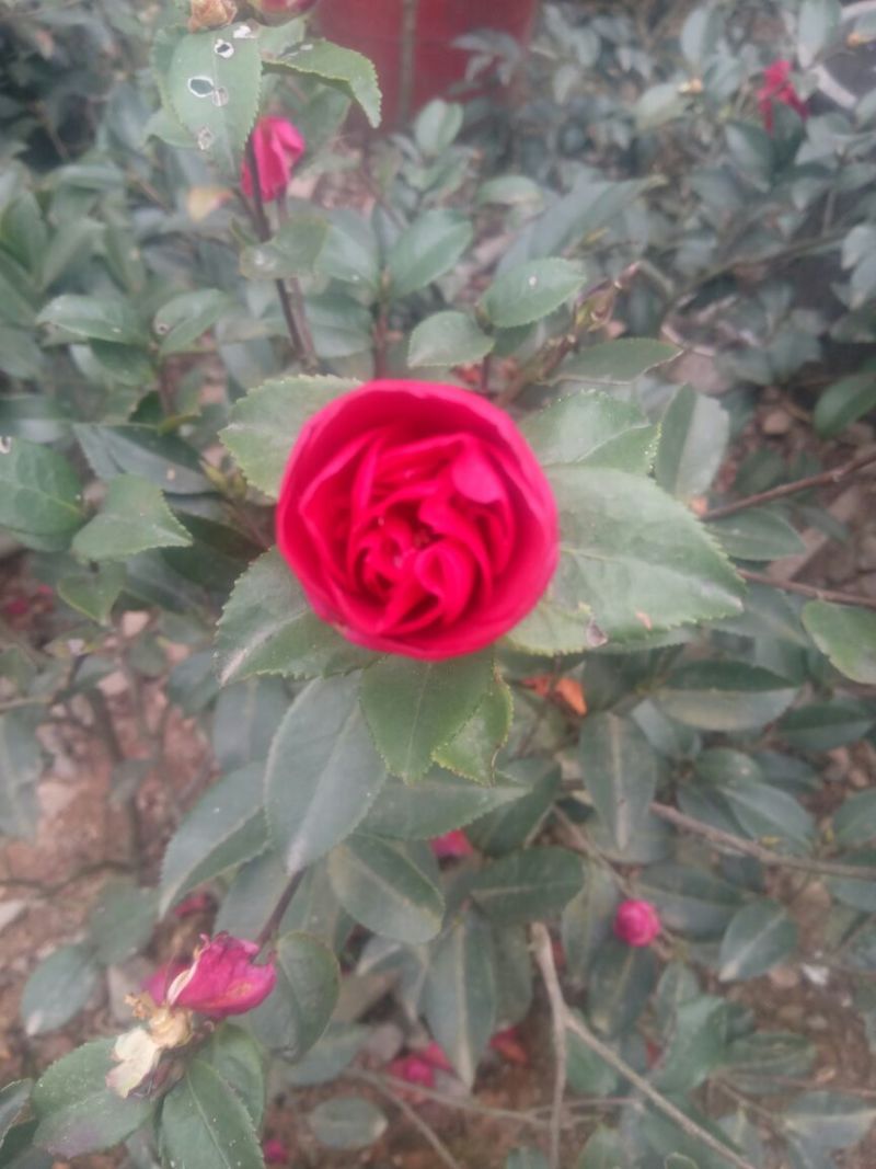 茶梅球40~50cm，茶梅小苗，茶花小苗