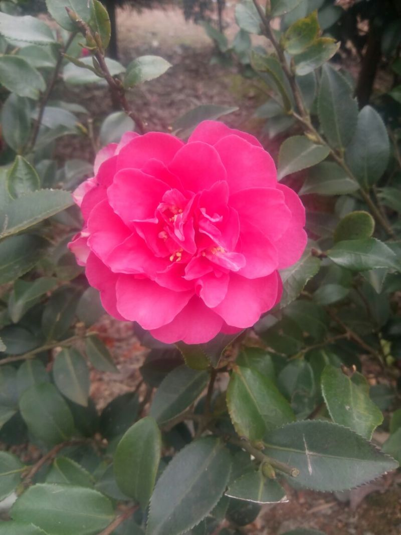 茶梅球40~50cm，茶梅小苗，茶花小苗